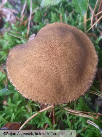 Suillus variegatus