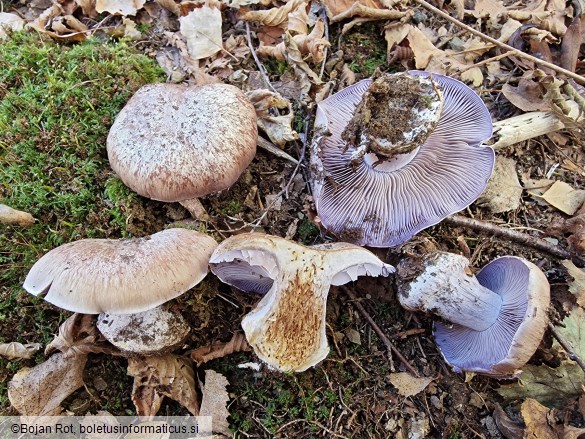Phlegmacium glaucopus
