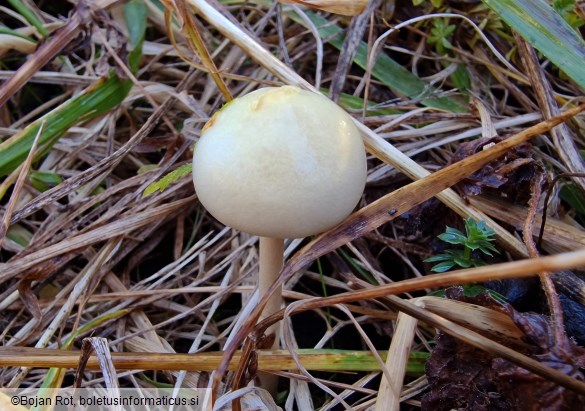 Protostropharia semiglobata