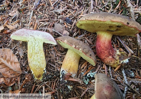 Xerocomellus pruinatus