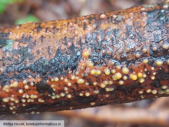 Eutypella quaternata