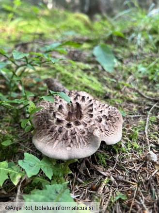Sarcodon imbricatus