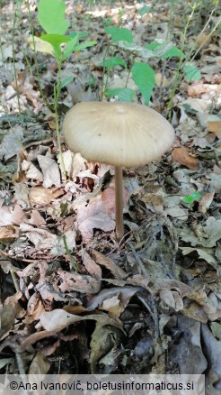 Xerula radicata