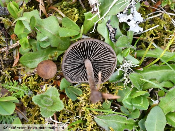 Panaeolus ater