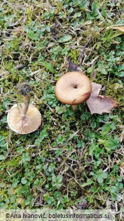 Armillaria mellea