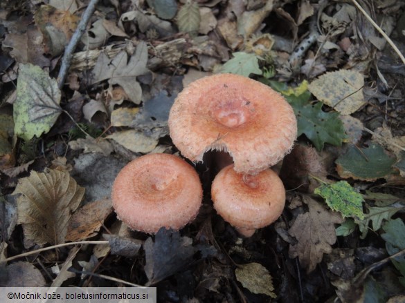 Lactarius torminosus