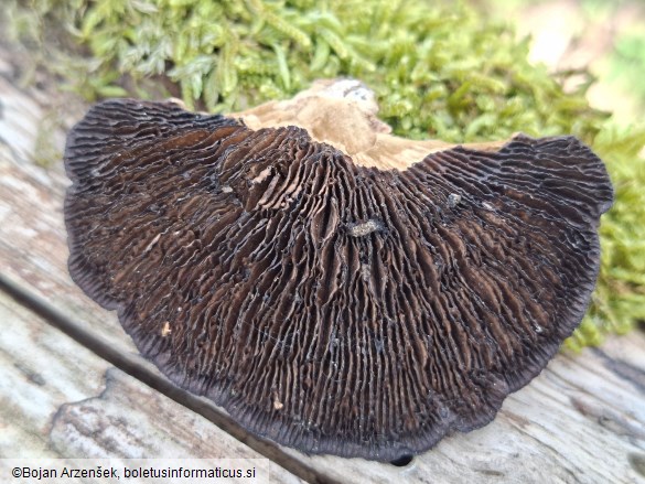 Daedaleopsis tricolor