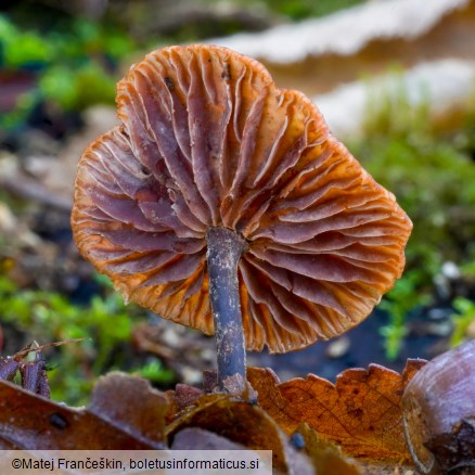 Gymnopus foetidus