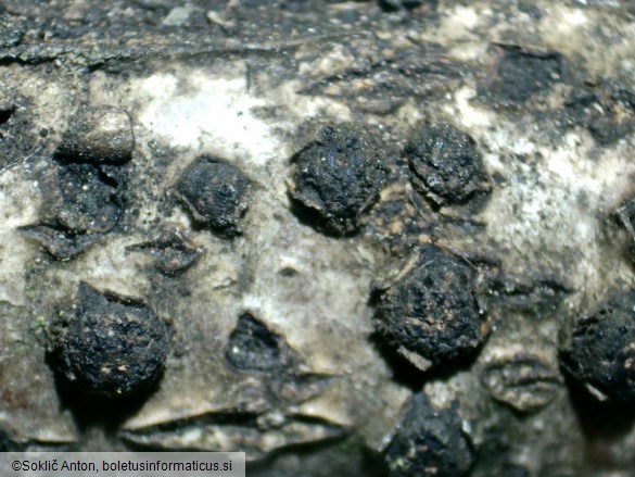Diatrypella quercina
