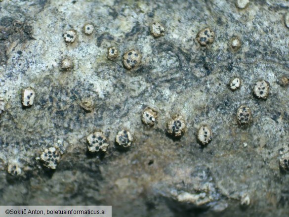 Leucostoma niveum