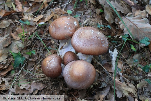 Cortinarius praestans