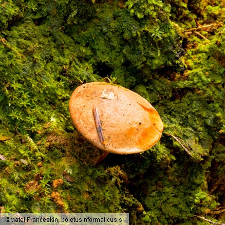 Chalciporus piperatus