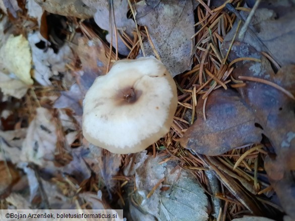 Rhodocollybia butyracea f. asema