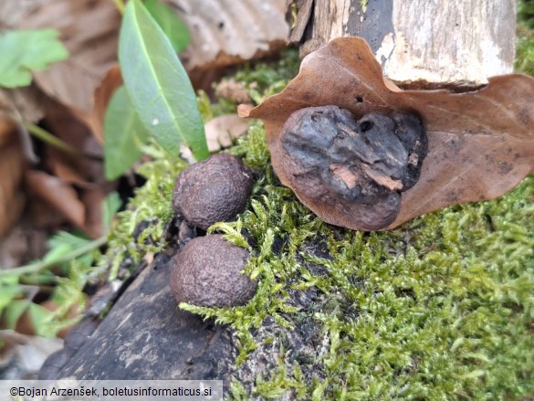 Daldinia vernicosa