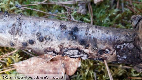 Hypoxylon fuscum