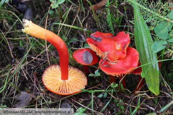 Hygrocybe coccinea