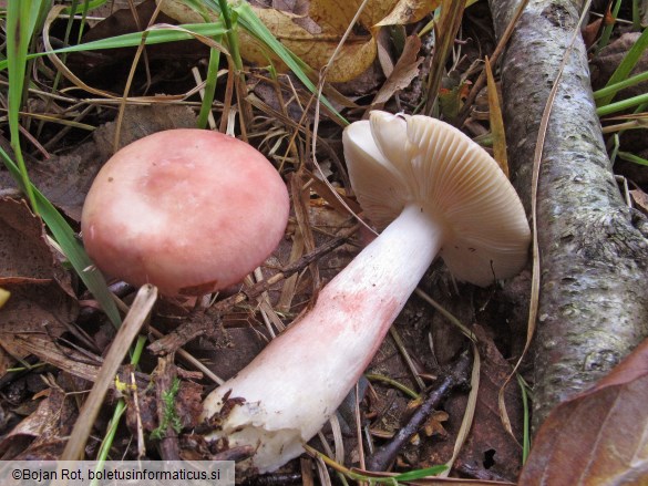 Russula gracillima