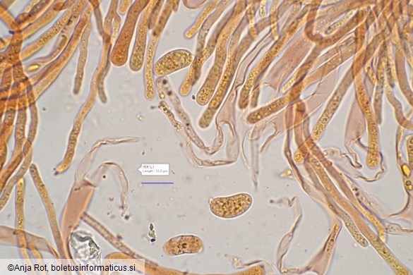 Dacrymyces capitatus