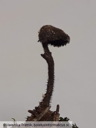 Auriscalpium vulgare