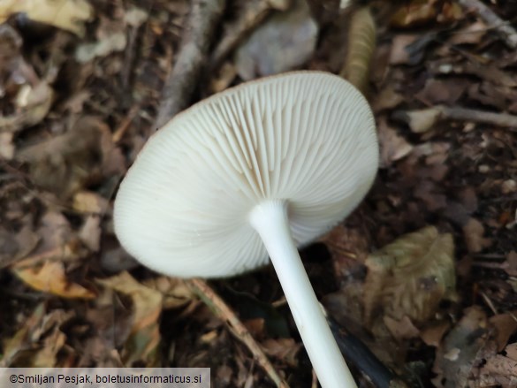 Xerula radicata