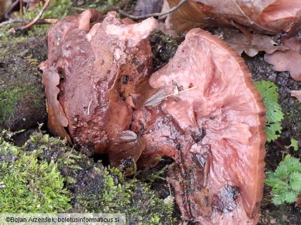 Fistulina hepatica