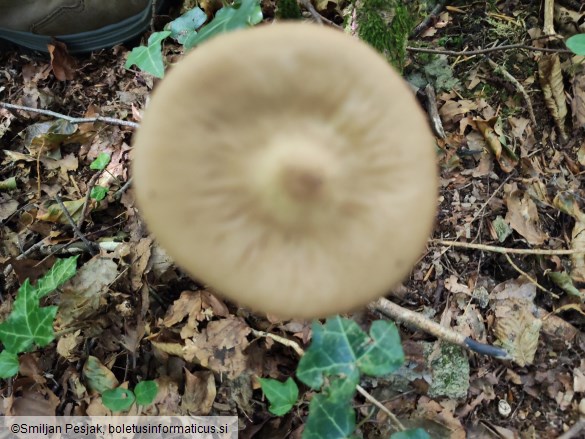 Xerula radicata
