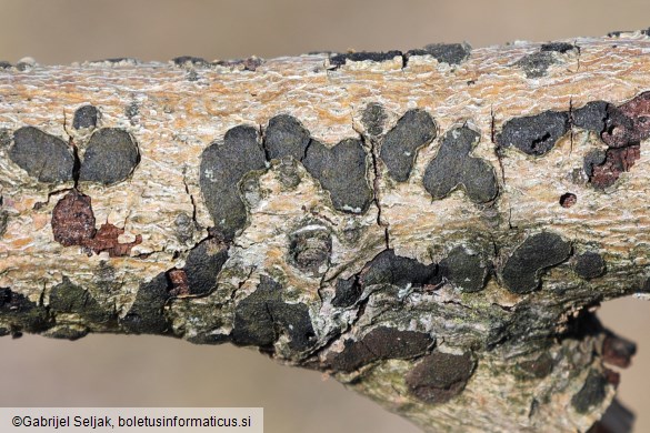 Diatrype bullata
