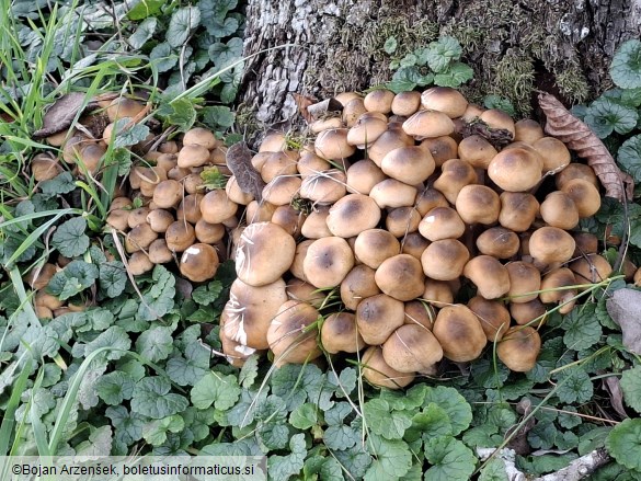 Armillaria mellea