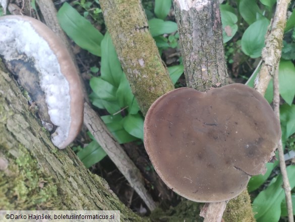 Phellinus igniarius
