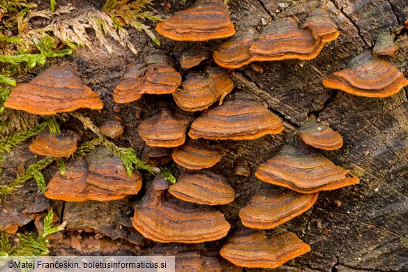 Hymenochaete rubiginosa