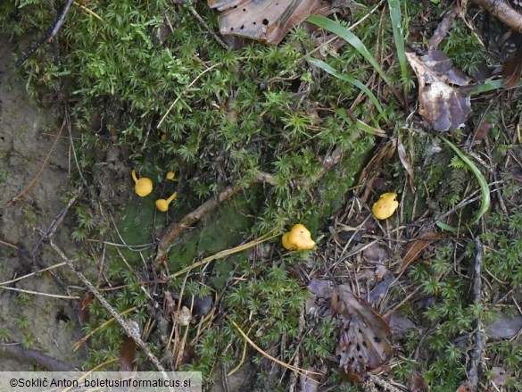 Cantharellus romagnesianus