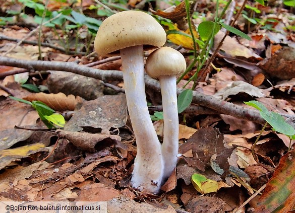 Cortinarius illibatus
