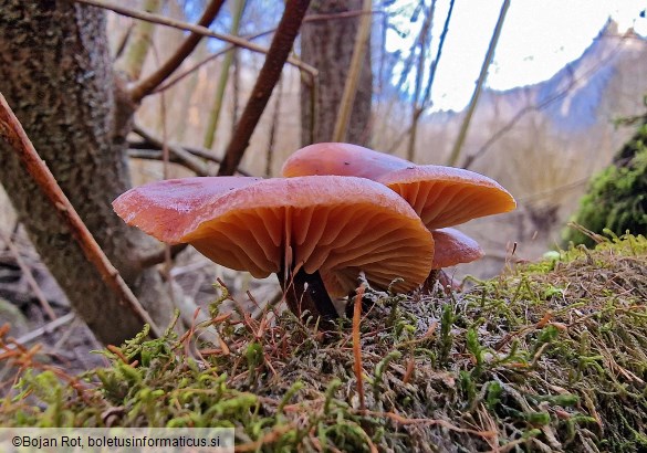Flammulina elastica
