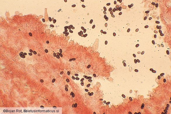 Psathyrella marquana