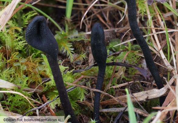 Trichoglossum hirsutum