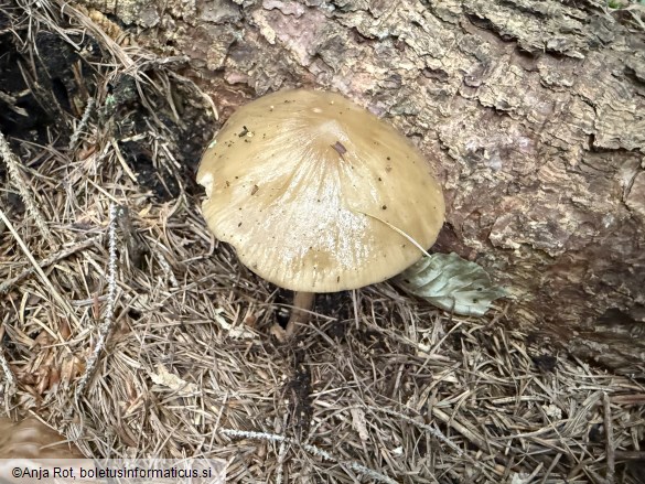 Hymenopellis radicata