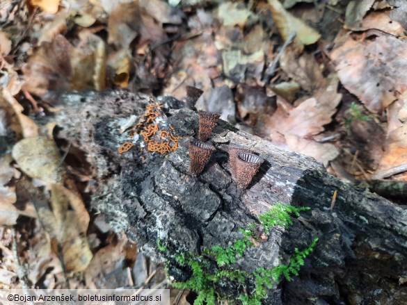Cyathus striatus
