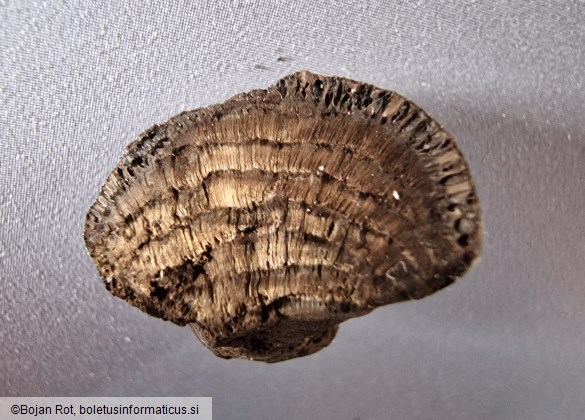 Daldinia childiae