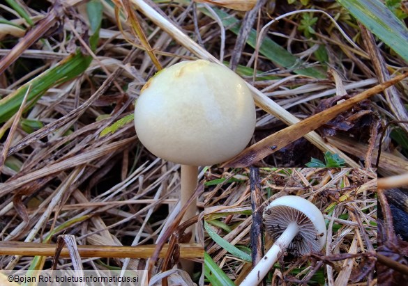 Protostropharia semiglobata