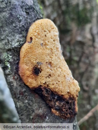 Dichomitus campestris
