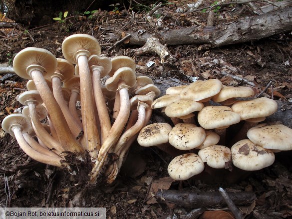 Armillaria mellea