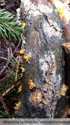 Calocera cornea