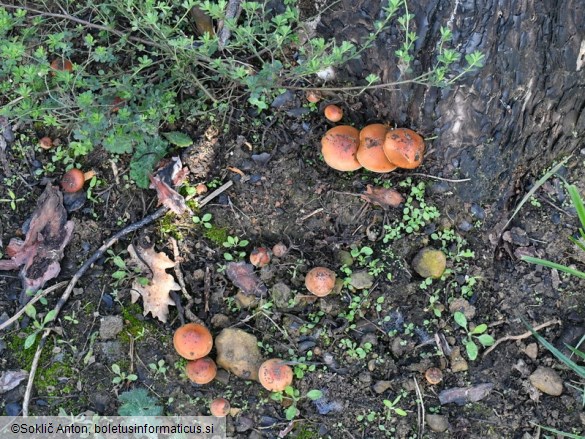 Pholiota carbonaria