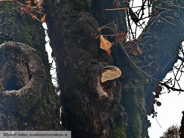 Sarcodontia spumea
