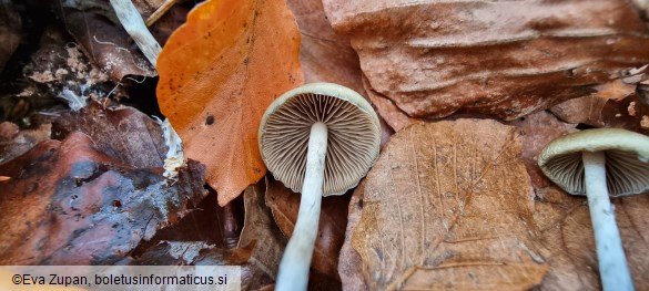 Psilocybe serbica