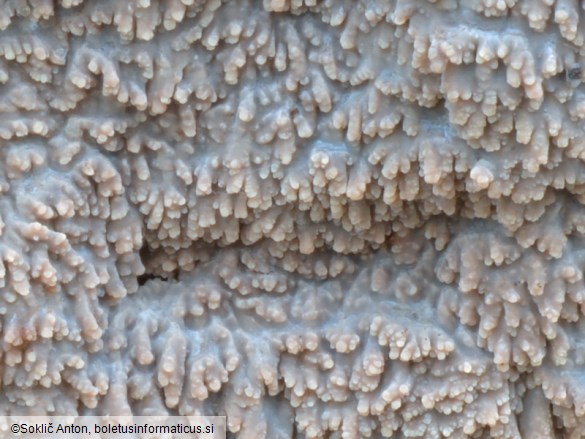 Phlebia rufa