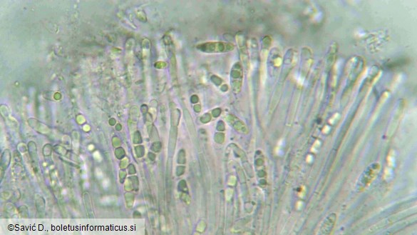 Coenogonium pineti