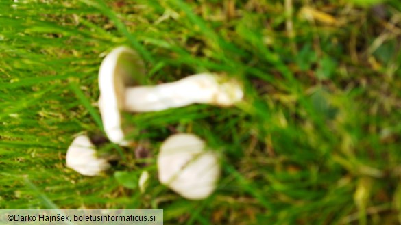Entoloma sepium