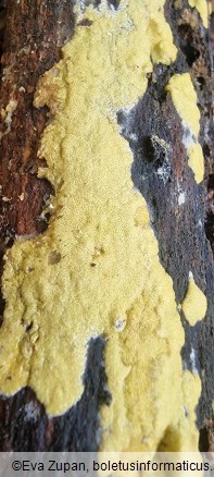 Hypocrea sulphurea