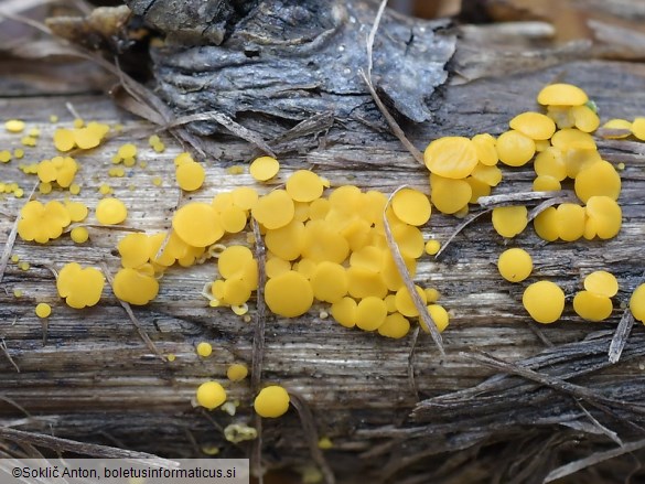 Calycina citrina